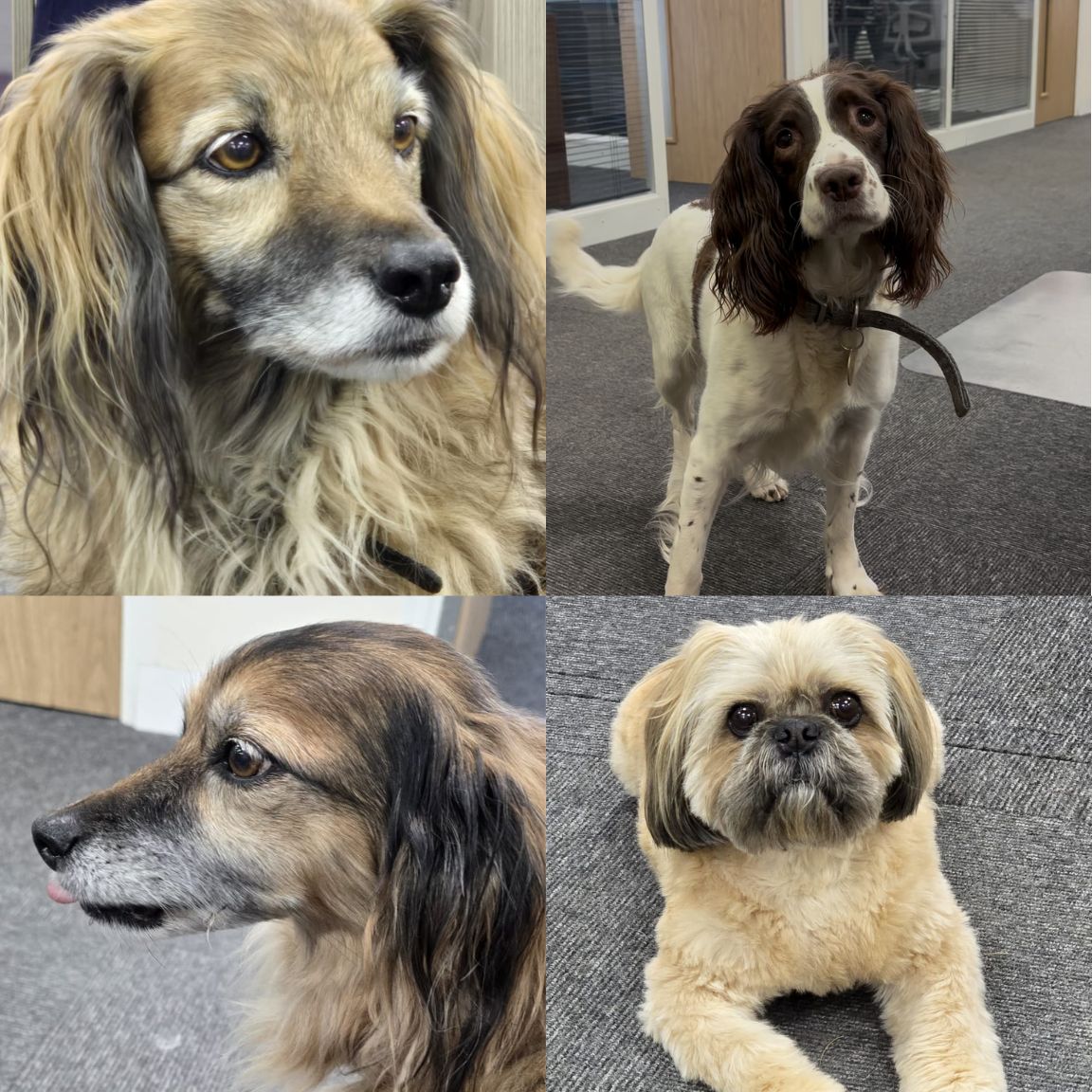 Honey, Bumble, Pixie & Ozzie