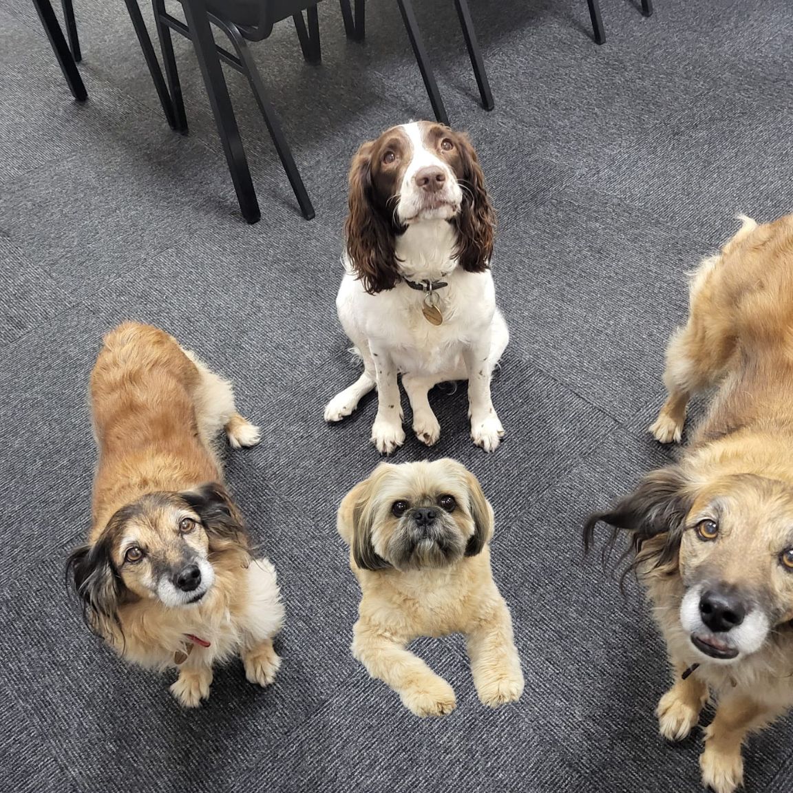 Honey, Bumble, Pixie & Ozzie